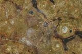 Fossil Orthoceras & Goniatite Round Plate - Stoneware #140064-1